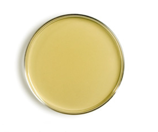 Tryptic Soy Agar (TSA)